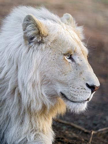 Photos De Lions Sauvages • Les Plus Belles Photos Par Bonjour Nature