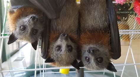 Stop Killing Flying Foxes In Qld Animal Liberation Queensland