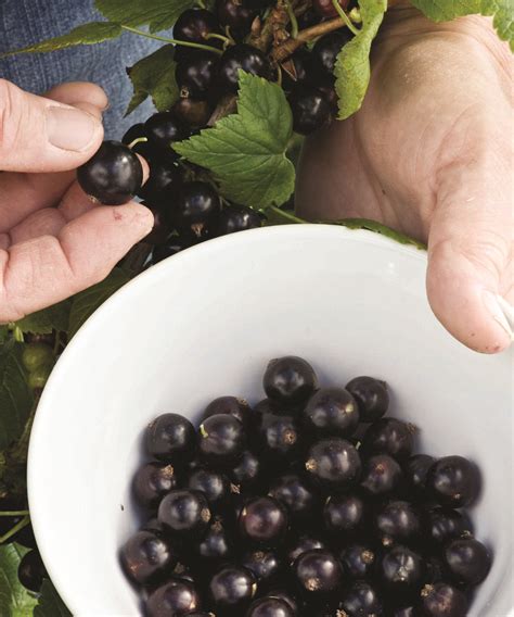 How To Prune Blackcurrants Tips To Trim Correctly