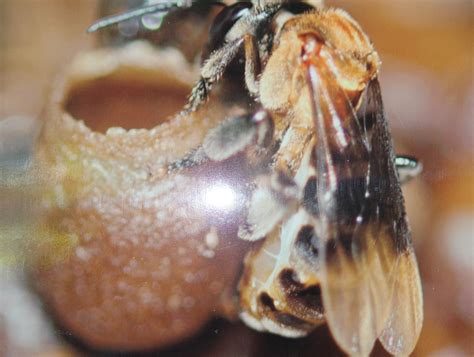 Cara mengatasi syahwat khasiat madu kelulut untuk lelaki. Madu Lebah Jati: Lebah Dalam Al-Quran