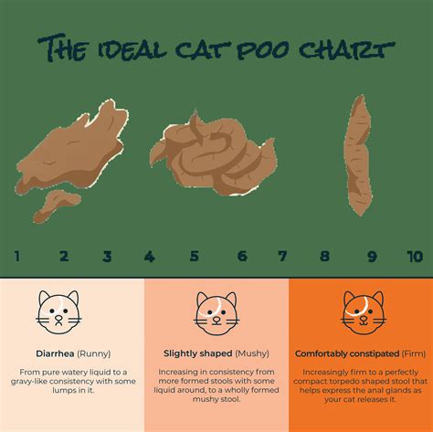 A Guide To Healthy Cat Poo Expert Advice Bella And Duke
