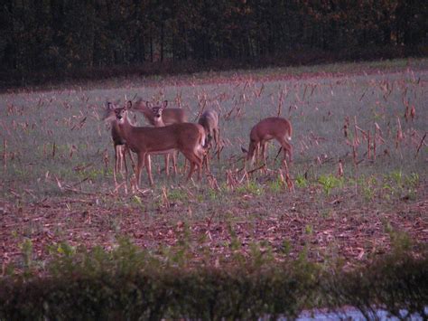 Deer Feeding In The Corn Field This Evening There Were 9 D Flickr