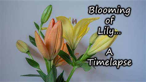 Timelapse Of A Lily Blooming Youtube