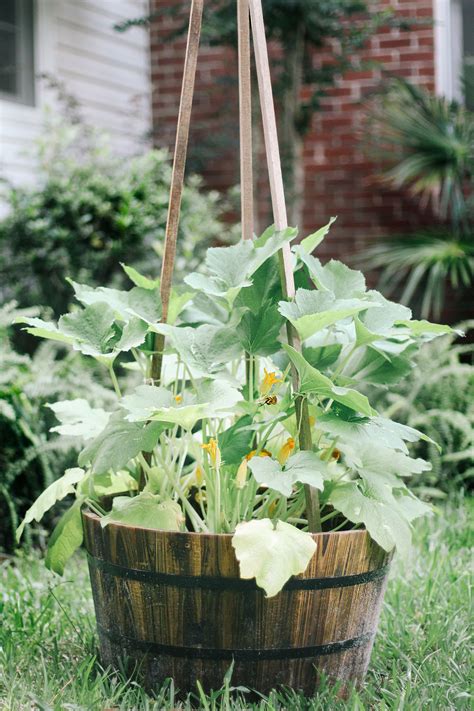 How To Grow Zucchini Vertically Hunker Zucchini Plants Vertical