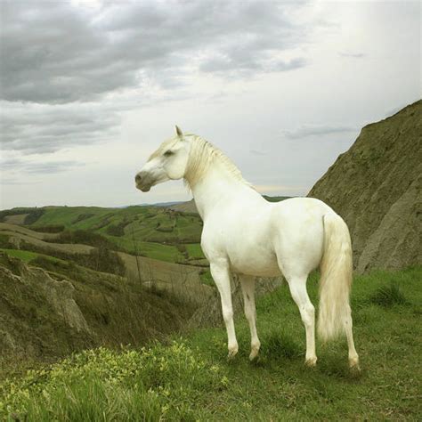 White Horse Standing On Edge Of Cliff Art Print By Christiana Stawski