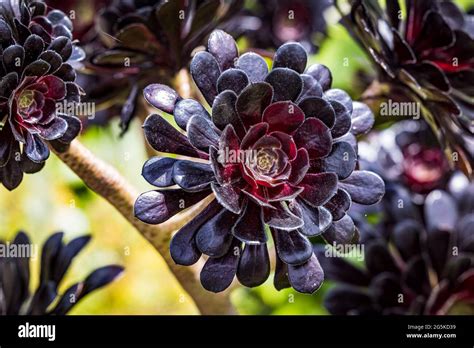 Purple Succulent Plant Aeonium Arboreum Zwartkop Black Rose Stock