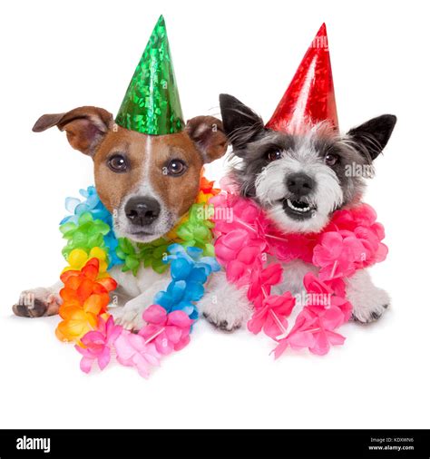 Two Funny Birthday Dogs Celebrating Close Together As A Couple Stock