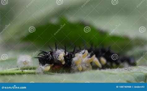 Larva Parasitoide De Avispa Que Emerge De La Oruga De Mariposa De Pavo Real Metrajes V Deo De