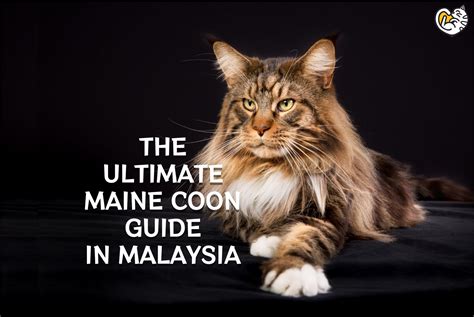 The Ultimate Maine Coon Guide in Malaysia