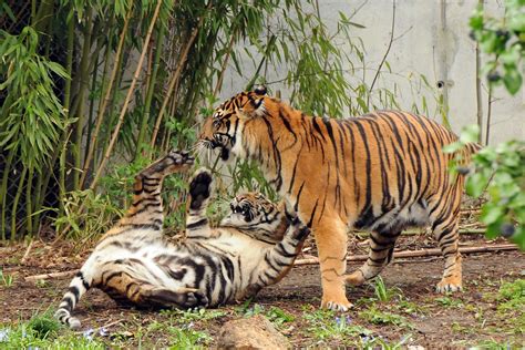 Panthera Tigris Sumatrae Sumatra Tiger Im Zoo Frankfurt Flickr