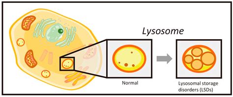 Ijms Free Full Text Biomarkers For Lysosomal Storage Disorders With