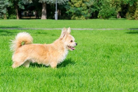 Little Dog Lying On The Grass Stock Photo Image Of Jack Playing