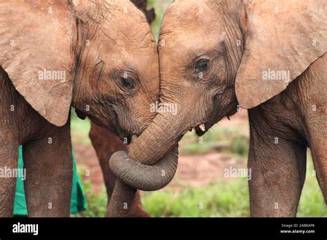 Innocent Interaction Hi Res Stock Photography And Images Alamy