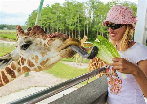 The Giraffe's Tongue | Giraffes in Amboseli National Park | Kenya Safaris