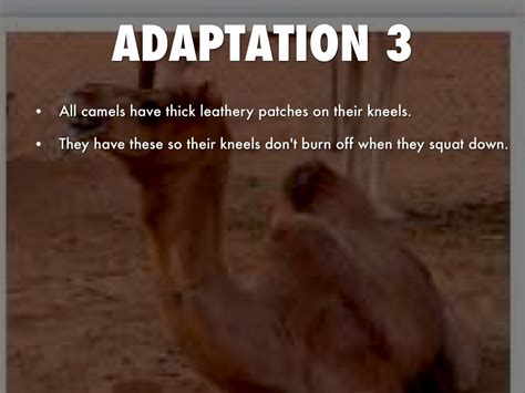 The camel didn't actually get its hump in the desert, it was an evolutionary trait camels got while they lived in the high arctic. Camel Adaptations by Spencer Oseguera