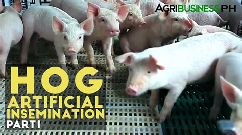 Swine Artificial Insemination For Backyard Raising Agribusiness Season