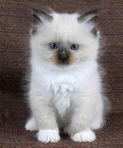 Available in san diego, ca, call us now, we offer bare kittens and hairless cat adoption. Cats Near Me For Sale #CatsWhichLookLikeHitler Refferal ...