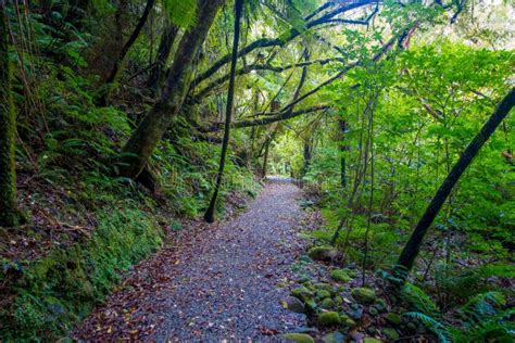 Pathway Through Dense Temperate Rainforest With Fern Trees In South