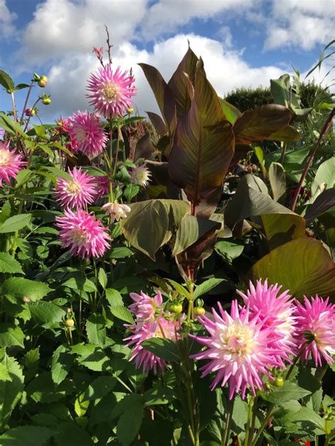 The double blooms are packed with pointed petals, making the flower shape fall somewhere between a decorative. dahlia on Tumblr