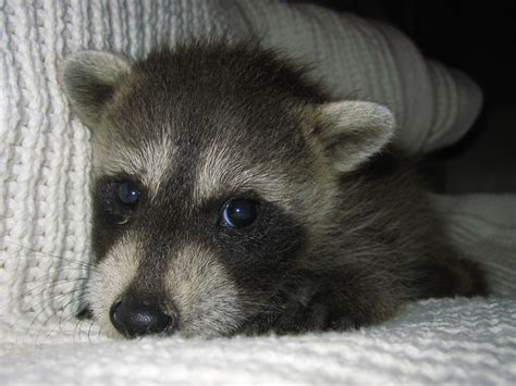 Cute Baby Raccoon Photos Raccoon Photographs Pictures And Images