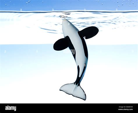 Killer Whale Underwater Hi Res Stock Photography And Images Alamy