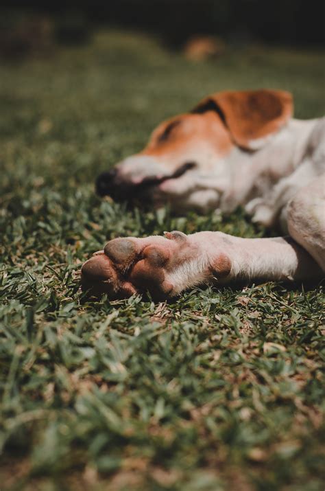 Common Paw Problems In Dogs And How To Fix Them Allinonedog