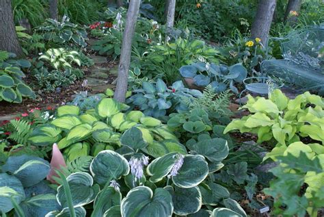 23 Garden Ideas Hosta Path To Try This Year Sharonsable