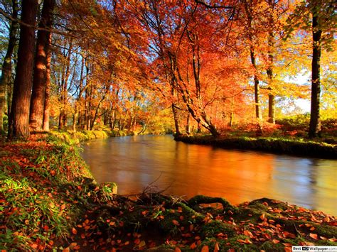 Autumn Forests Wallpapers Wallpaper Cave