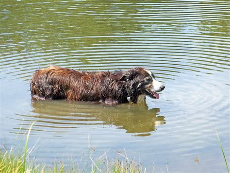 Dog In Pond Free Stock Photo Public Domain Pictures