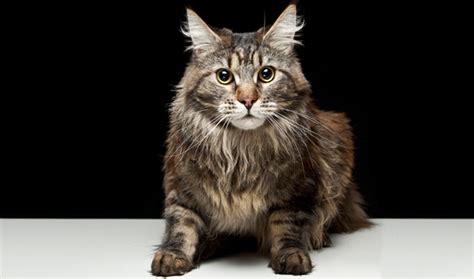 Maine Coon Cat Breed Information