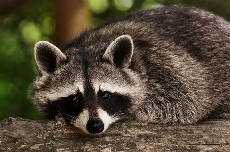 Top 106 Animals Similar To Racoons