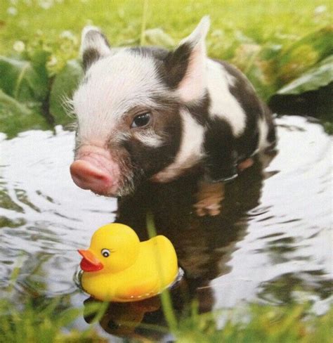 935 Best ☮ Adorable Pigs And Piglets Images On Pinterest
