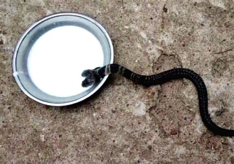 Two Headed Snake Found In Bengal Village