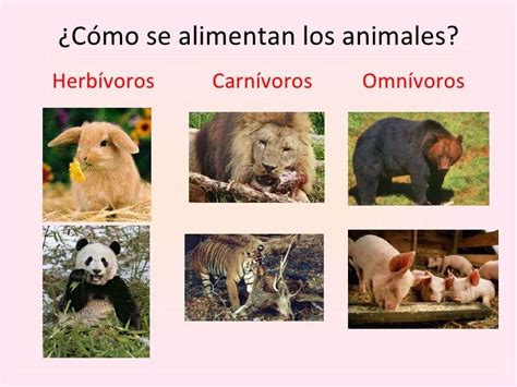 conociendo  los animales