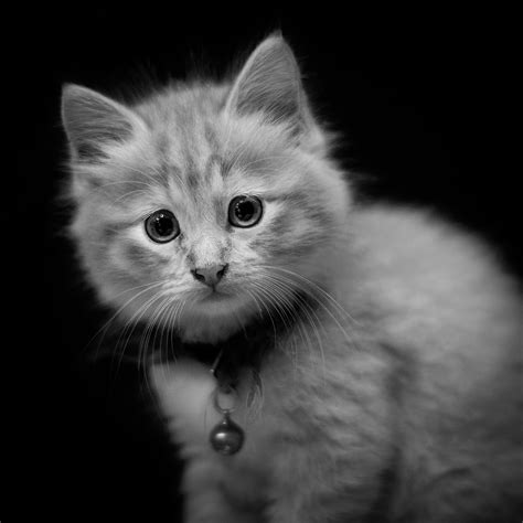 Portrait Kitten Cat Free Photo On Pixabay Pixabay