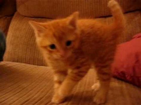 Find & download free graphic resources for orange kitten. Orange kitten acting tough - YouTube