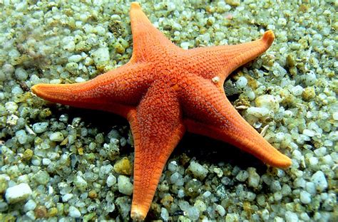 Starfish Startling Facts About Cute And Colorful Sea Stars