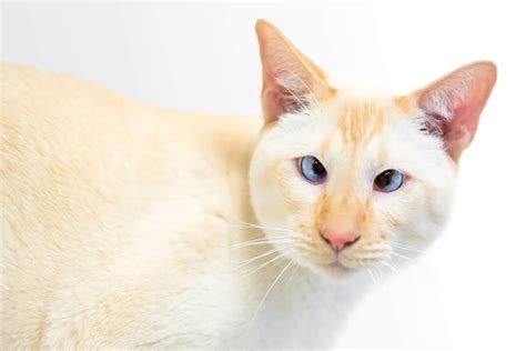 Flame Point Siamese Cats Rarity Price Personality And Breeding Petskb