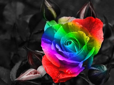 Bright Colours Rainbow Rose Abstract Other Hd Desktop
