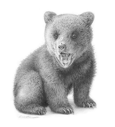 Gallery For Bear Cubs Playing Drawing Bear Art Bear Cubs Bear