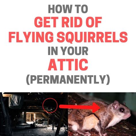 How To Get Rid Of Flying Squirrels In The Attic Naturally Bugwiz