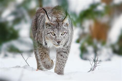 Lynx Wallpapers Wallpaper Cave