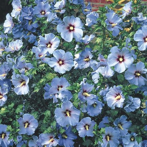 Gardens Alive 16 Oz Blue Bluebird Rose Of Sharon Althea Flowering