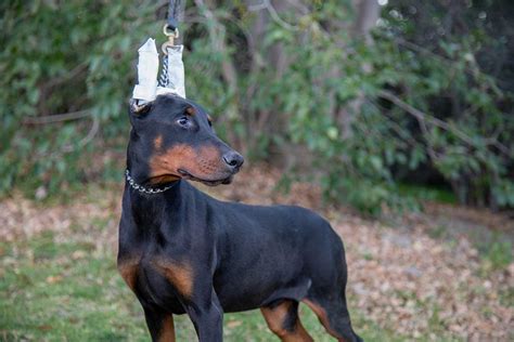 Owning A Doberman Puppy The Complete Guide For New Pet Parents