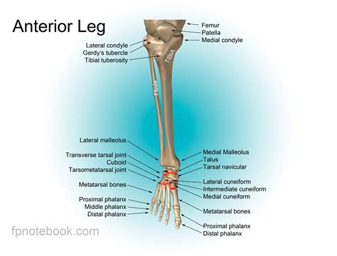 Leg Anatomy