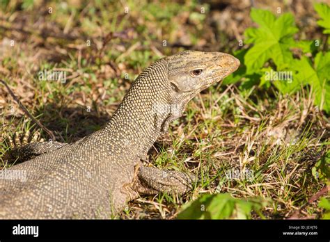 Close Up Bengal Monitor Lizard In The Forest Varanus Bengalensis Stock