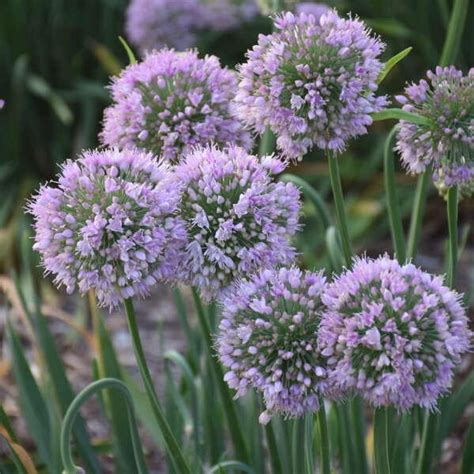 Photo Of The Bloom Of Ornamental Onion Allium Bubble Bath Posted By
