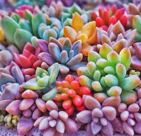 Rainbow Succulents Colorful Succulents Cacti And Succulents Planting