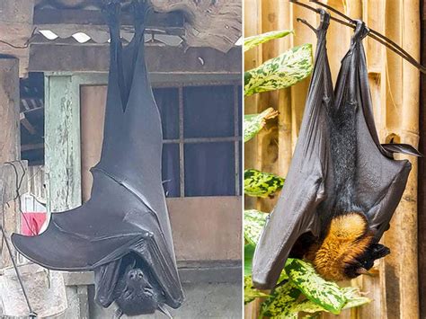 Flying Fox Bat Next To Human Online Discounts Save 52 Jlcatjgobmx