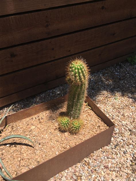 This Cactus Looks Like A Penis Rmildlyinteresting